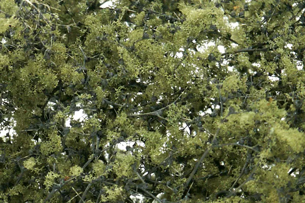 Hovedbilde Woodland - Fine leaf foliage, olive green